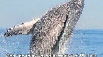 Как люди кита спасли - смотреть видео (8:21)