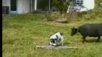 Собака vs баран - смотреть видео (0:17)