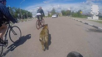 Собака-видеоснимака - смотреть видео (2:16)