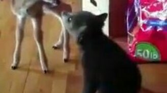 Медвежонок знакомится с оленёнком - смотреть видео (0:15)