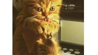Котёнок зажал говядину - смотреть видео (0:47)