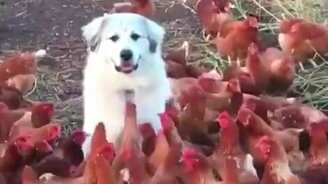 Пёс среди кур - смотреть видео (0:59)