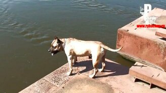 Ныряй на счёт "пять"! - смотреть видео (0:54)