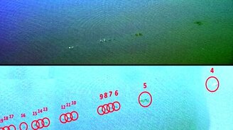 "Лягушка", отскочившая от воды 88 раз - смотреть видео (1:24)