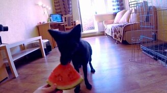 Лиса ест арбуз - смотреть видео (0:14)