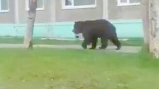 Прогулка медведя по городу - смотреть видео (0:39)