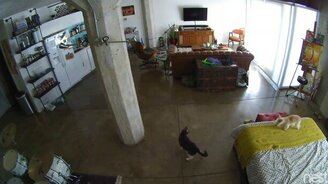 Кот укрощает собаку - смотреть видео (0:51)