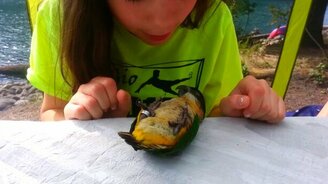 Птичка купается в траве - смотреть видео (3:38)