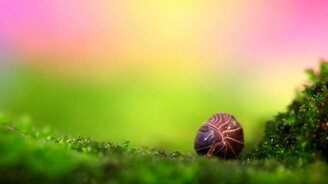 Мокрица проснулась - смотреть видео (0:51)