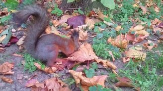 Белка грызёт фундук - смотреть видео (2:23)