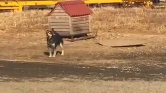 Собака хочет взлететь - смотреть видео (0:23)