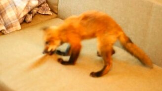 Смешная домашняя лисичка - смотреть видео (1:27)