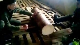 Играем с пилой "Дружба-2" - смотреть видео (0:25)