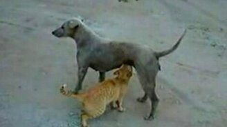 Кошка пьёт молоко у собаки - смотреть видео (0:52)