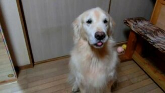 Пёс лакомится кукурузой - смотреть видео (1:41)