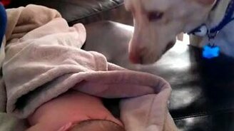 Пёс укрывает спящего ребёнка - смотреть видео (0:32)