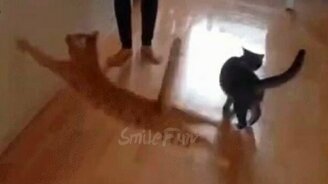 Вызывающие слёзы радости приколы с кошками - смотреть видео (5:20)