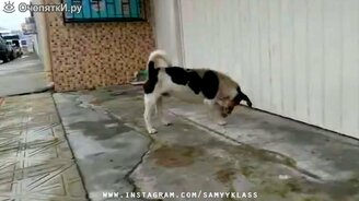 Коллекция разных казусов и приколов - смотреть видео (6:39)