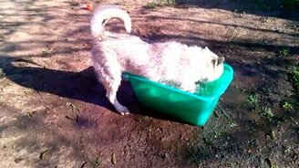 Хаски Ева купается - смотреть видео (0:56)