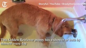 Пёс самостоятельно купается - смотреть видео (1:09)