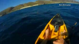 Рыба-молот атакует! - смотреть видео (0:43)