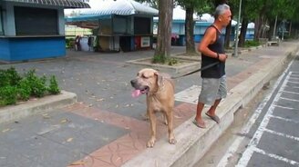 Кошка отчаянно защищает котят - смотреть видео (0:48)