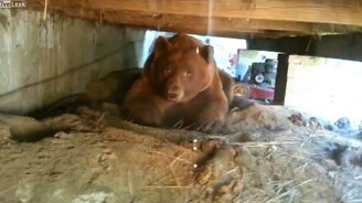 Прогнал гордого медведя - смотреть видео (4:07)