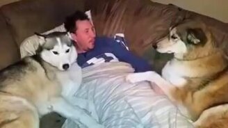 Ты и меня гладь тоже! - смотреть видео (0:26)