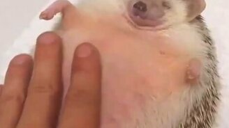 Как расслабить ежа - смотреть видео (0:15)