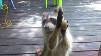 Енот стучится за лакомством - смотреть видео (1:48)