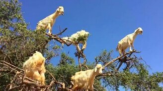 Козье дерево - смотреть видео (0:45)