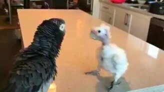 Танцы драного попугая - смотреть видео (2:26)