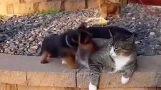 Чудные и смешные до слёз коты и кошки - смотреть видео (5:19)