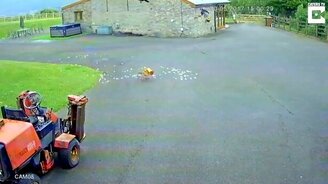 Лисья погоня за курицей - смотреть видео (1:06)