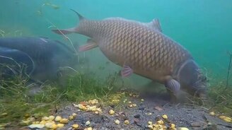 Реакция речной рыбы на кукурузу - смотреть видео (3:56)