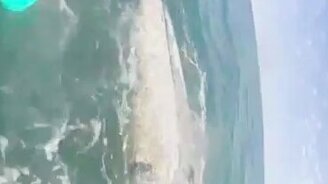 Волнительная встреча с китёнком - смотреть видео (0:40)