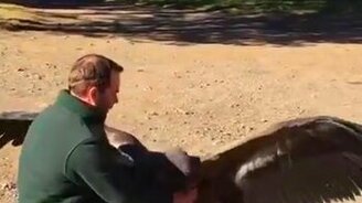 Гриф приветствует своего спасителя - смотреть видео (1:08)