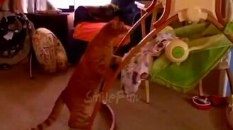 Чудные до слёз кошечки - смотреть видео (5:28)