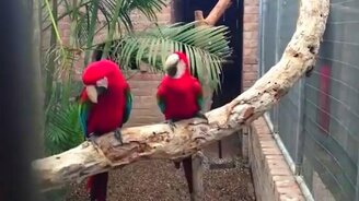 Хип-хоп от попугаев - смотреть видео (0:30)