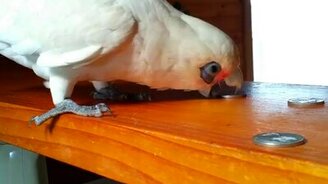 Разъярённый попугай - смотреть видео (2:40)