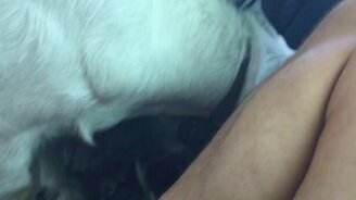 Коза на "Лексусе" - смотреть видео (0:39)