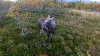 Игривый молодой лось - смотреть видео (2:02)