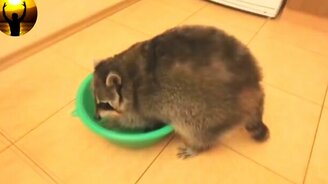 Наши приколы из жизни и из эфира - смотреть видео (5:21)