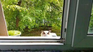 Хмурый взгляд за окном - смотреть видео (0:16)