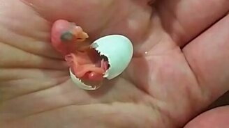 Рождение попугая - смотреть видео (2:08)