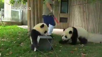 Маленькие панды-безобразники - смотреть видео (3:47)