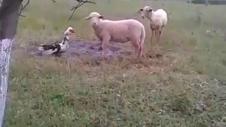 Ягнёнок против гуся - смотреть видео (1:00)