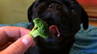 Ух ты, брокколи! - смотреть видео (0:38)