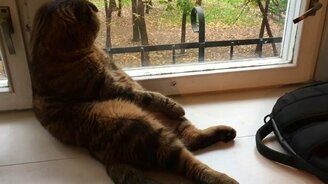 Осенняя кошачья тоска - смотреть видео (0:16)