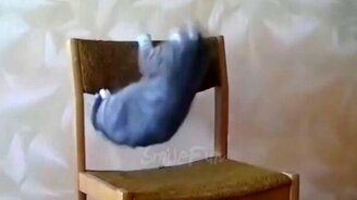 До слёз прикольные кошки - смотреть видео (5:18)